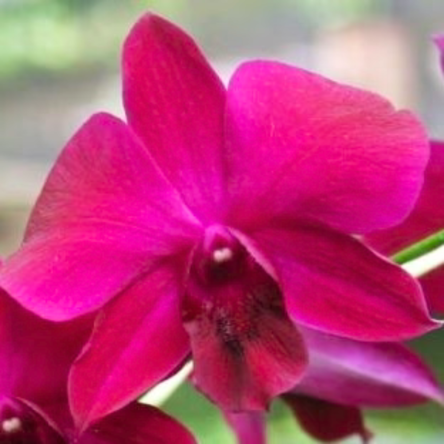 Dendrobium Charack Red – Blooming Size