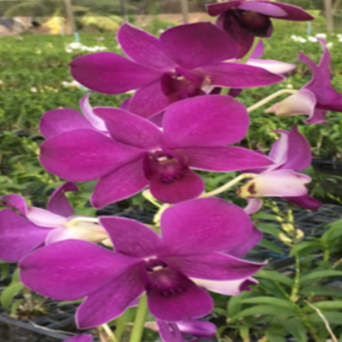 Dendrobium Red Bull ID x Panjarat Pink – Blooming Size