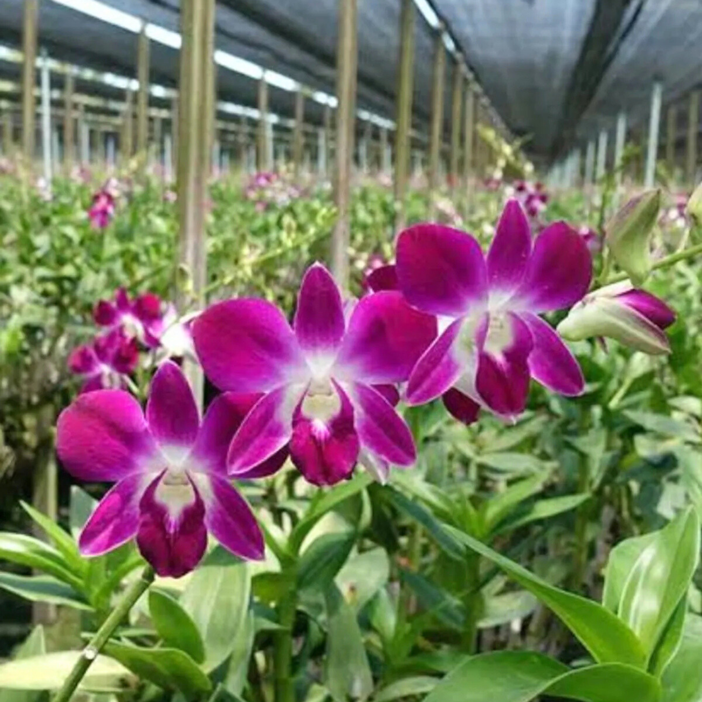 Dendrobium Daeng Udon – Blooming Size