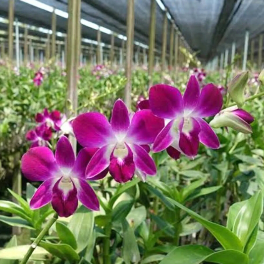 Dendrobium Daeng Udon – Blooming Size