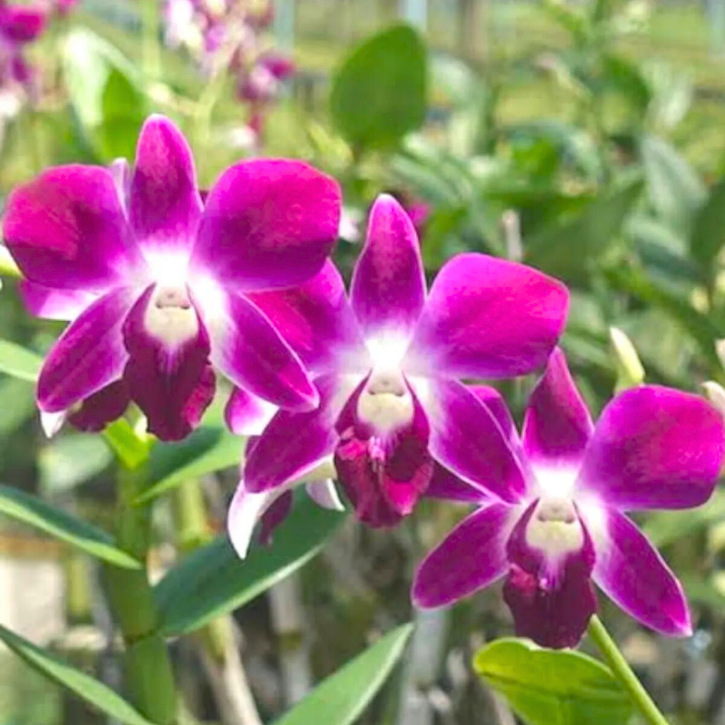 Dendrobium Daeng Udon – Blooming Size