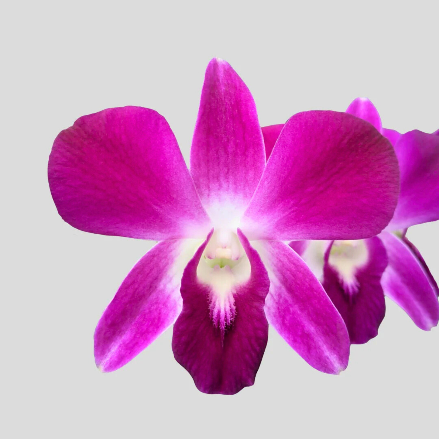 Dendrobium Daeng Udon – Blooming Size