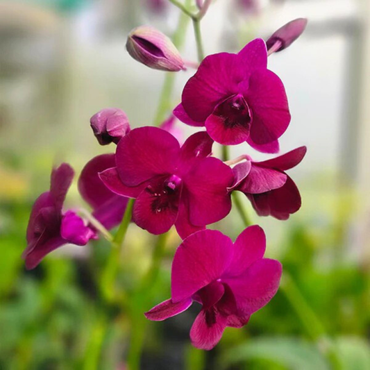 Dendrobium Iadda Red – Blooming Size