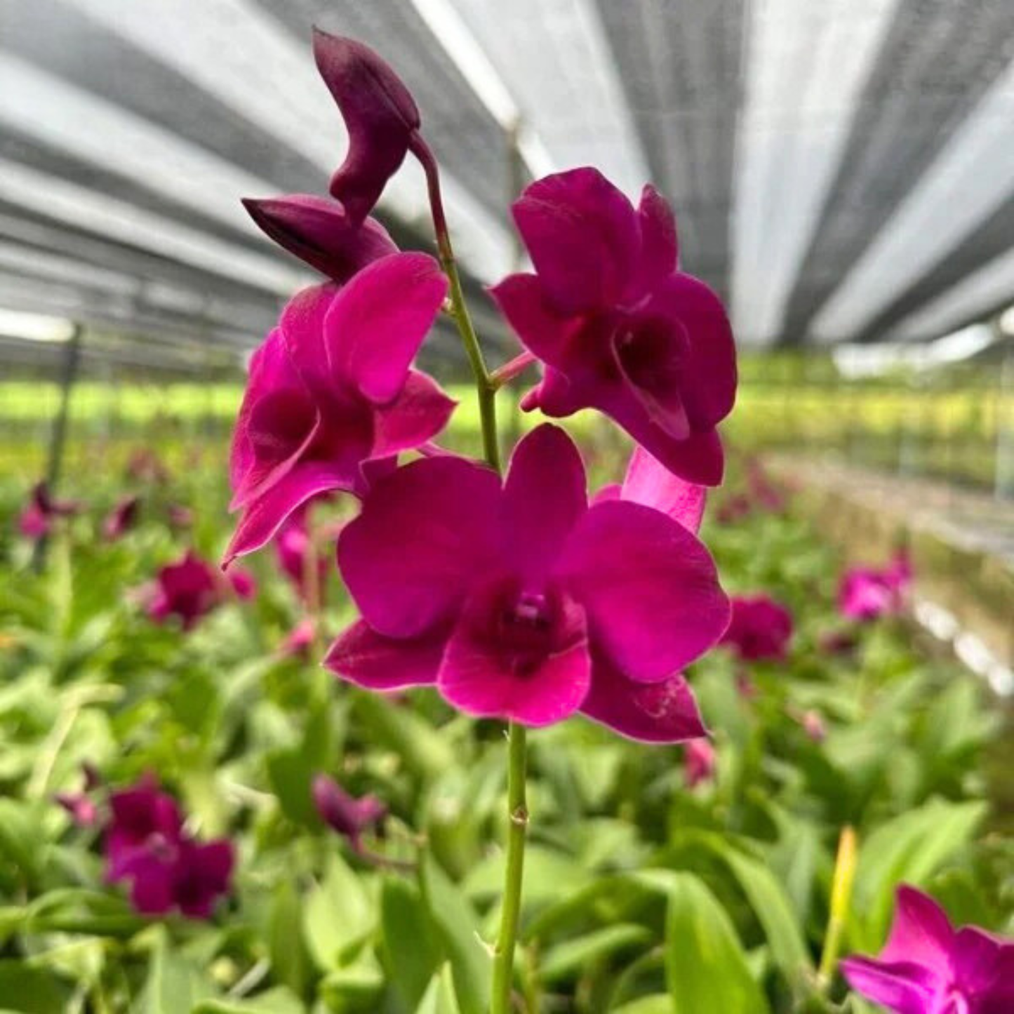 Dendrobium Iadda Red – Blooming Size