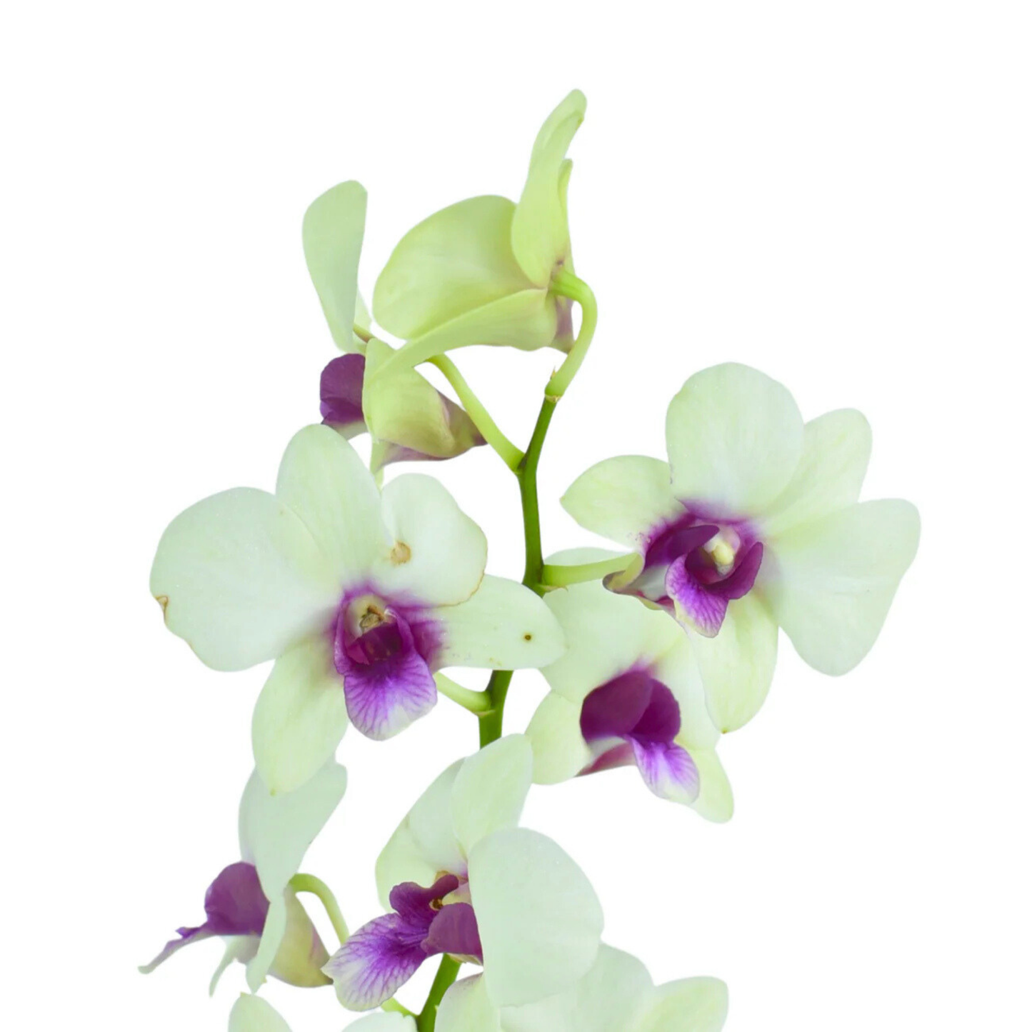 Dendrobium Jade Junior – Blooming Size