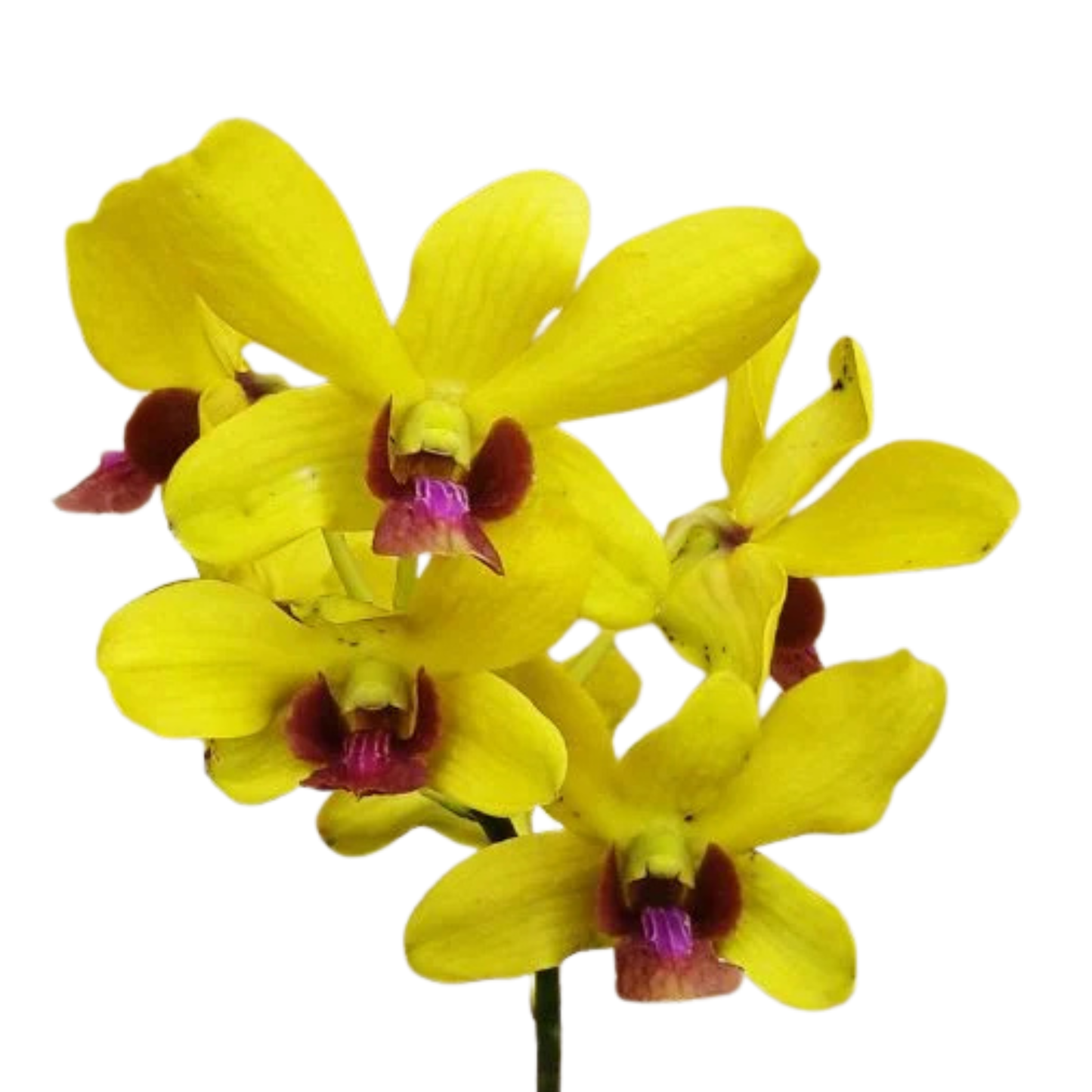 Dendrobium Mayneal Uraiwan – Blooming Size