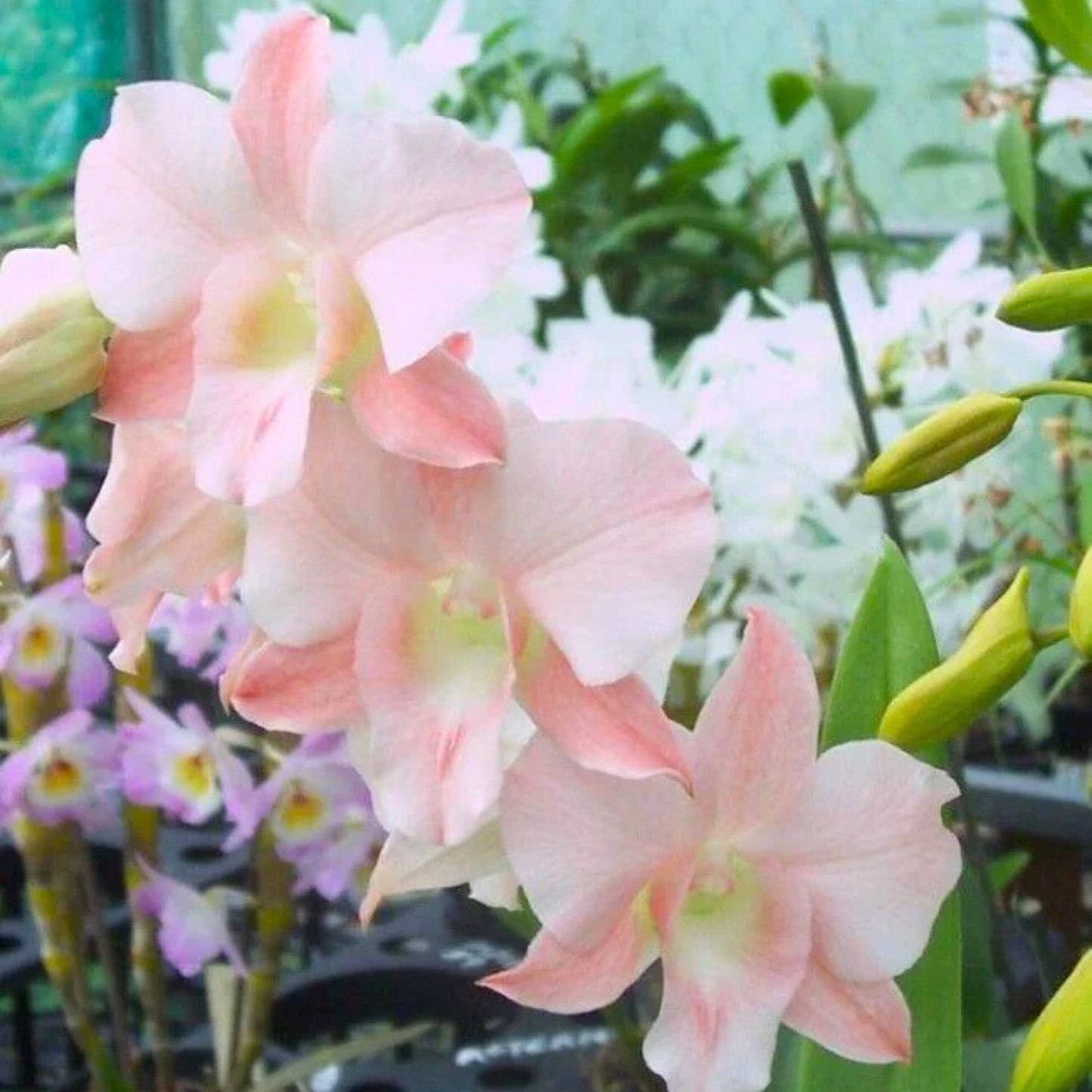 Dendrobium Nakarin Pink – Blooming Size