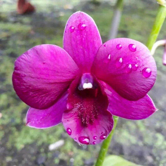 Dendrobium Sakda Beauty – Blooming Size