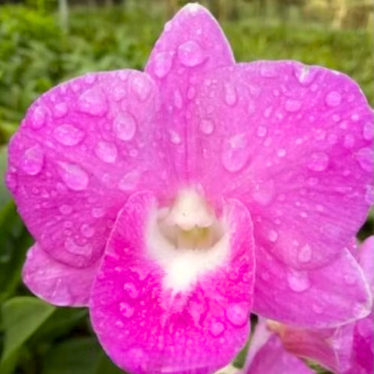 Dendrobium Salaya Pink x Tora Ohashi – Blooming Size