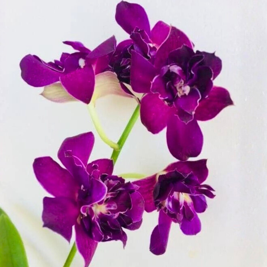 Dendrobium Sunshine Mutation Blue (Betty Rose) – Blooming Size