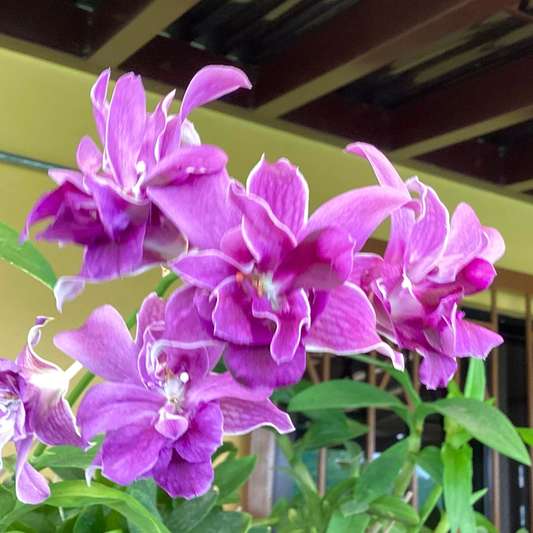 Dendrobium Sunshine Mutation Blue – Blooming Size