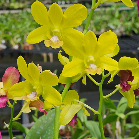 Dendrobium Thongchai Gold x Udom Yellow – Blooming Size