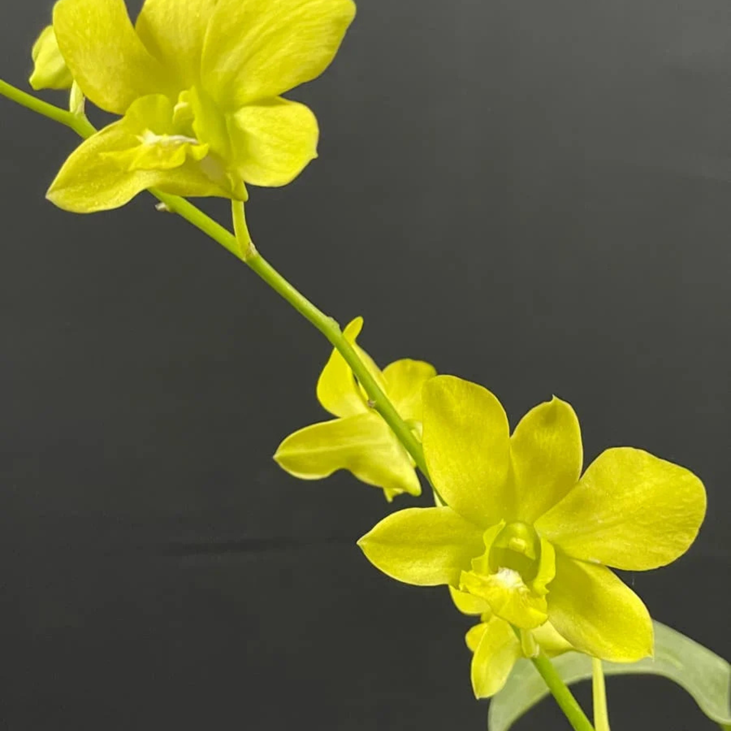 Dendrobium Thongchai Gold x Udom Yellow – Blooming Size