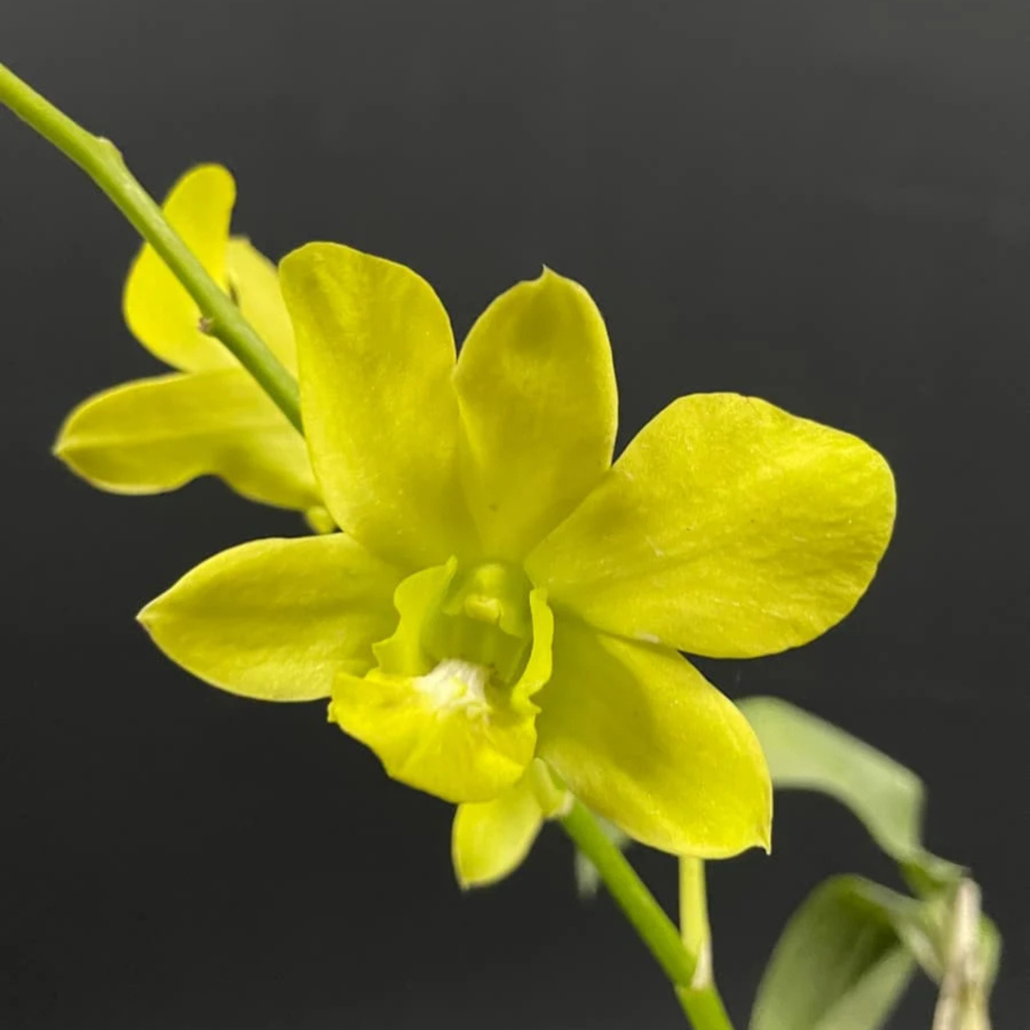 Dendrobium Thongchai Gold x Udom Yellow – Blooming Size