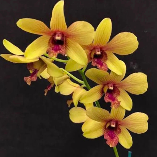 Dendrobium Thongchai Pinwattana x Boonchu Gold – Blooming Size
