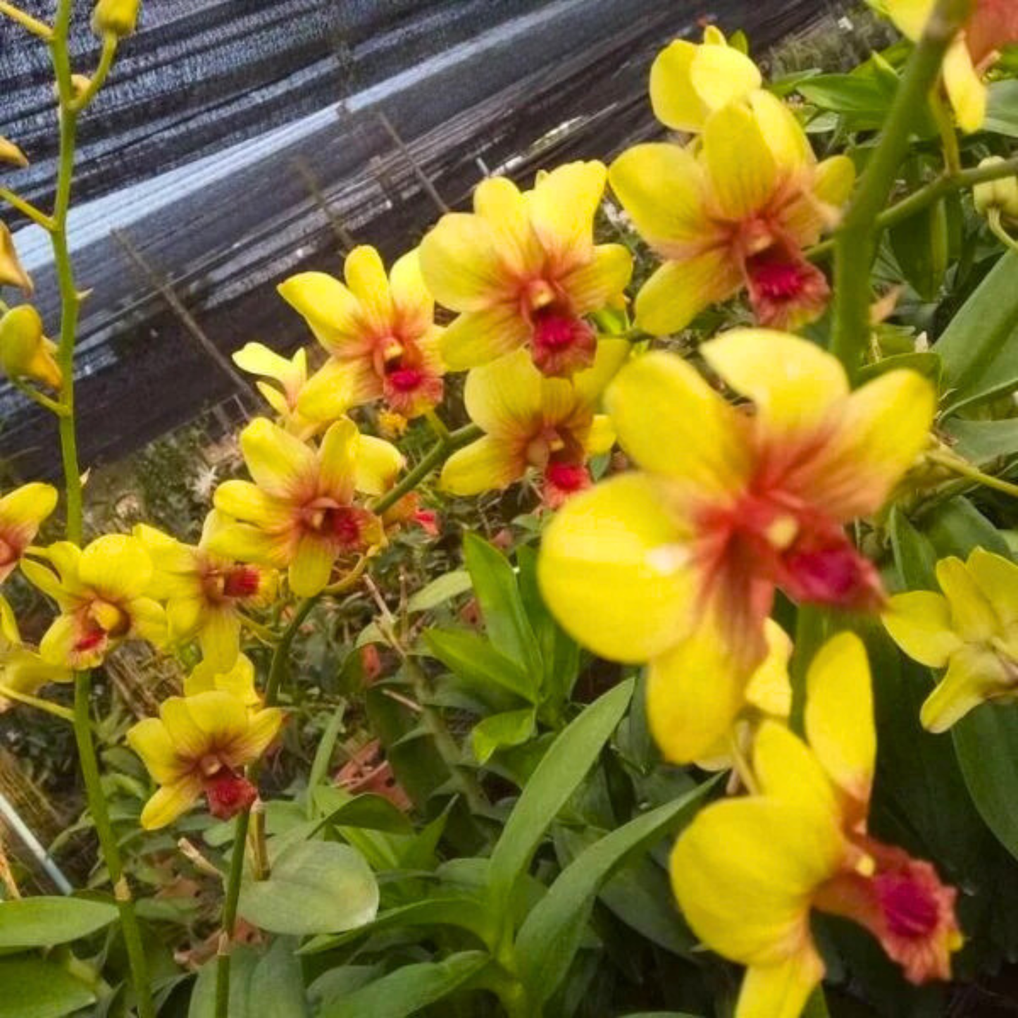 Dendrobium Thongchai Pinwattana x Boonchu Gold – Blooming Size
