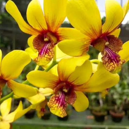 Dendrobium Thongchai Pinwattana x Boonchu Gold – Blooming Size