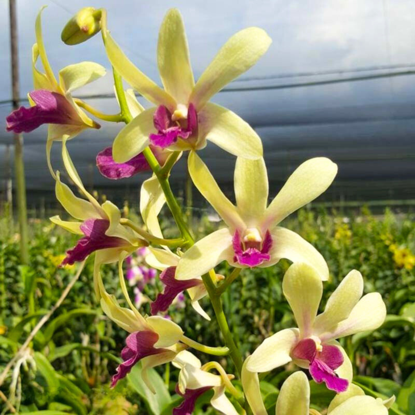 Dendrobium Woon Leng – Blooming Size