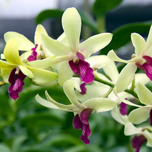 Dendrobium Woon Leng – Blooming Size