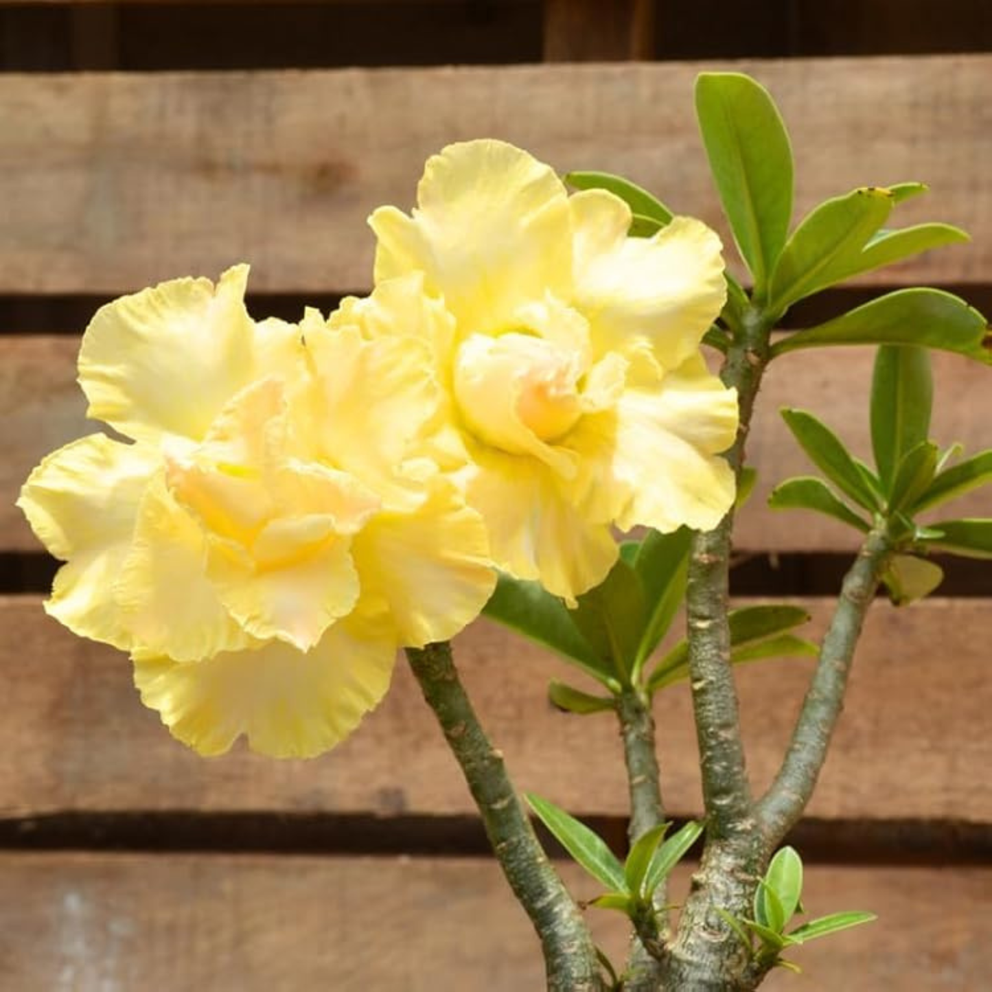 Desert Rose Yellow (Adenium obesum) Flowering Live Plant