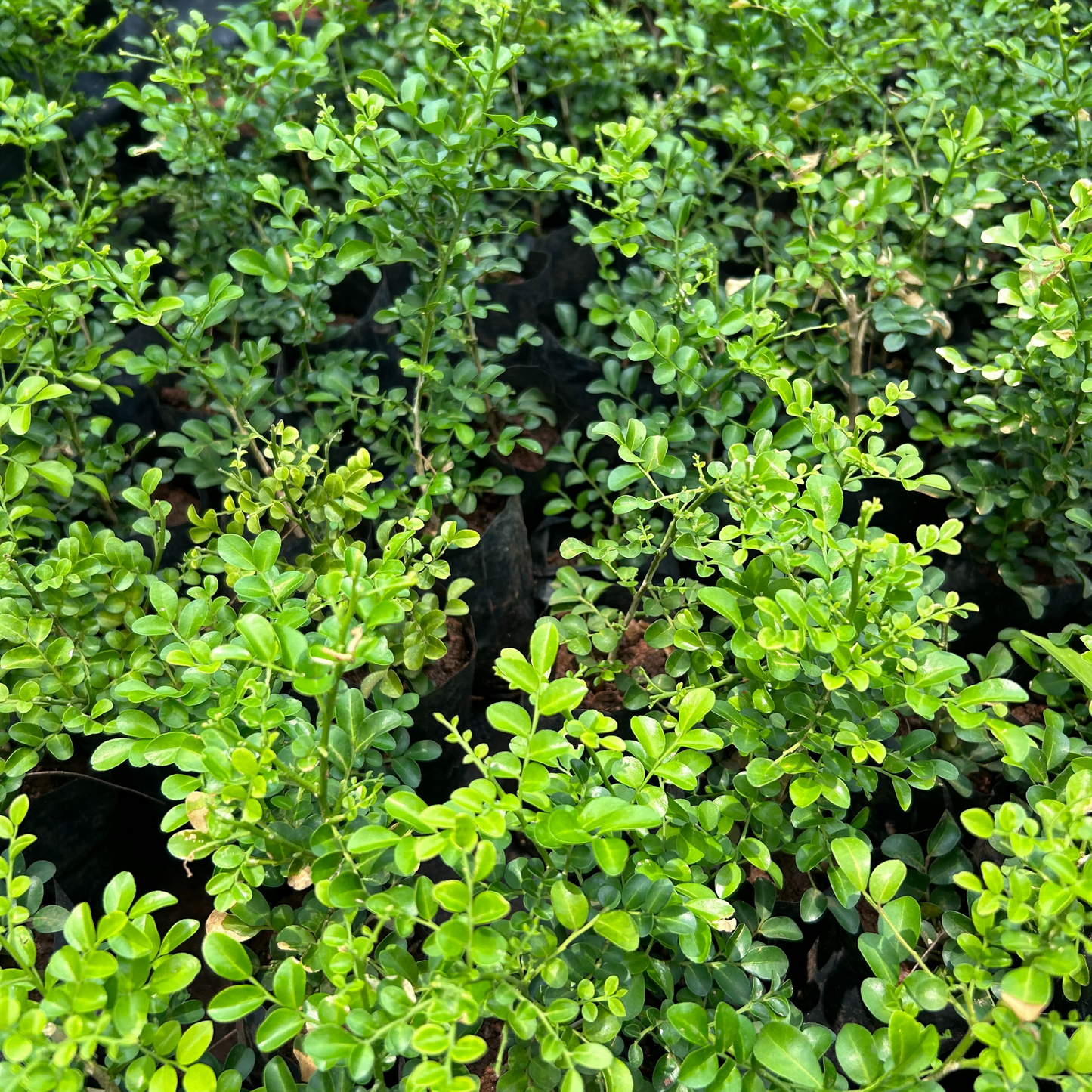 Dwarf Kamini (Murraya Paniculata) Highly Fragrant Rare Flowering Live Plant