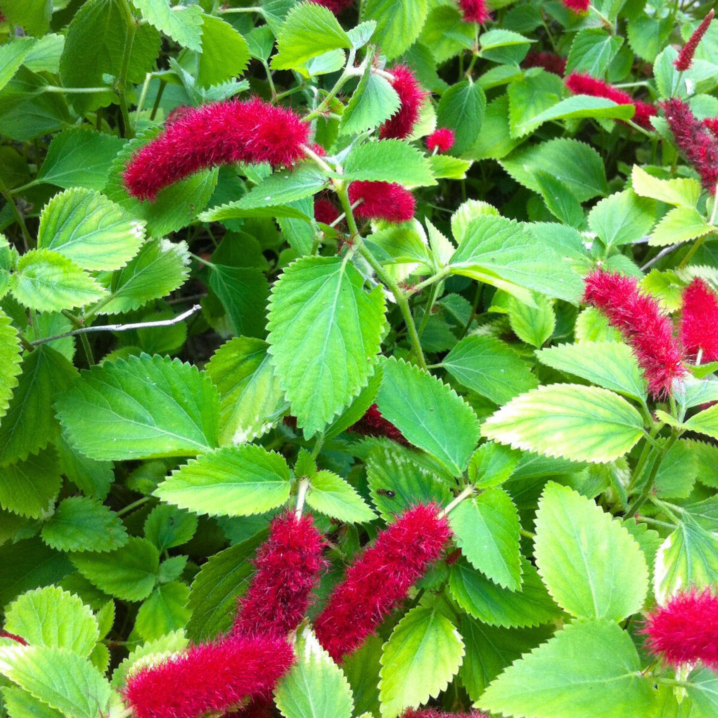 Dwarf Monkey Tail (Acalypha pendula) All Time Flowering Live Plant
