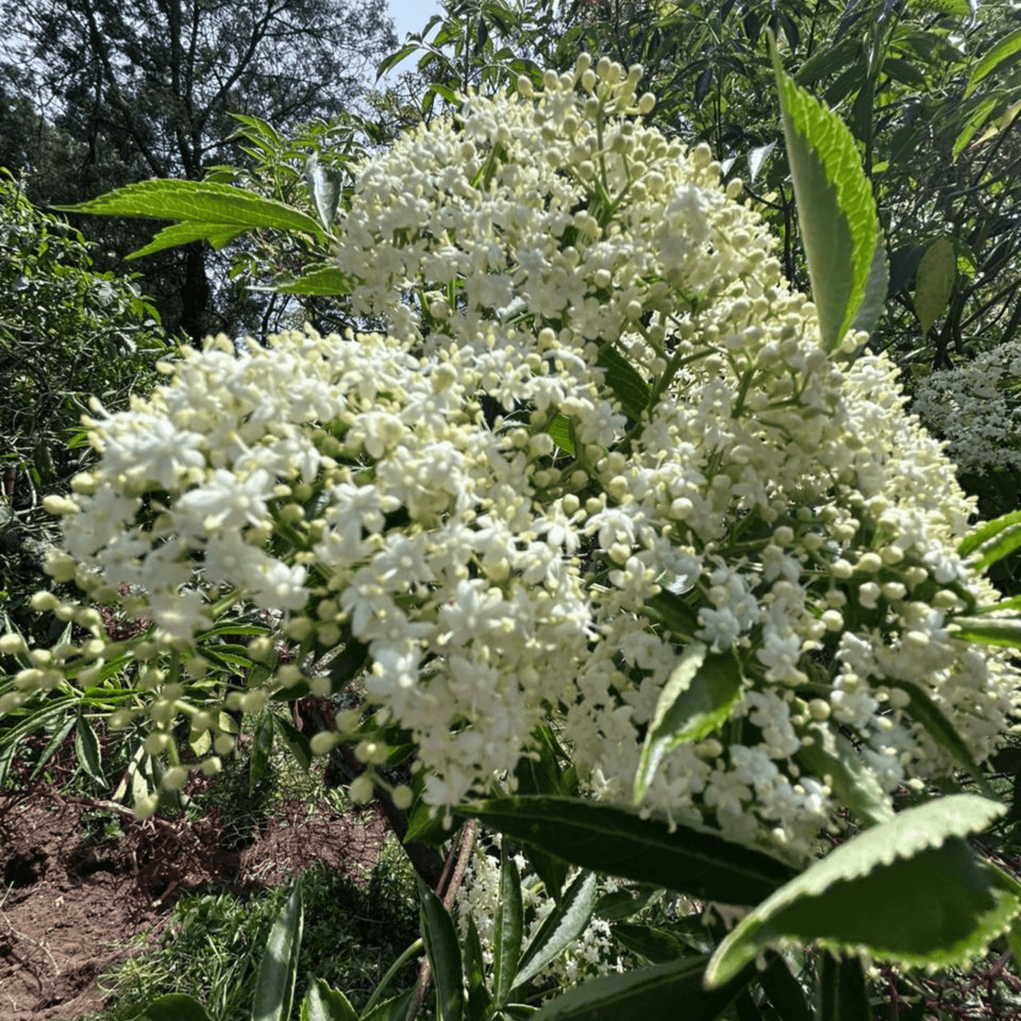Elderberry (Sambucus nigra) Rare Fruit/Flowering Live Plant