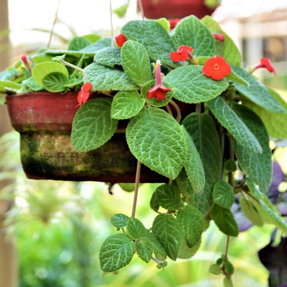red hanging flower plant Episcia Cupreata Red (Hanging) All Time Flowering Live Plant – Bloomica