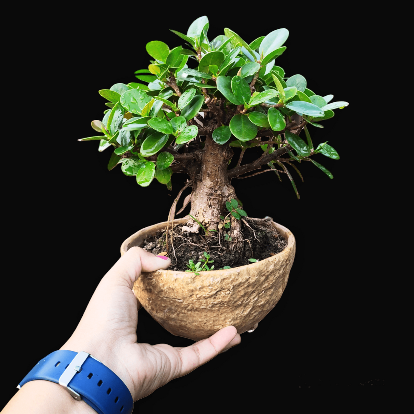 Ficus Microcarpa Ginseng Bonsai Indoor Live Plant