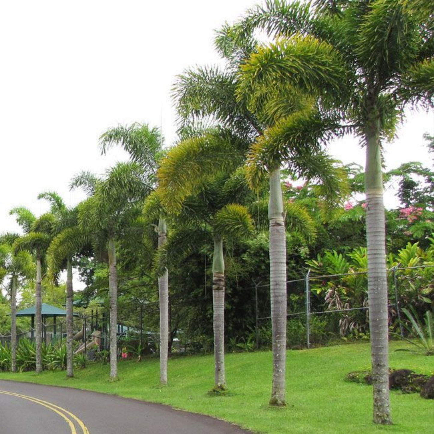 Foxtail Palm (Wodyetia bifurcata) Live Plant