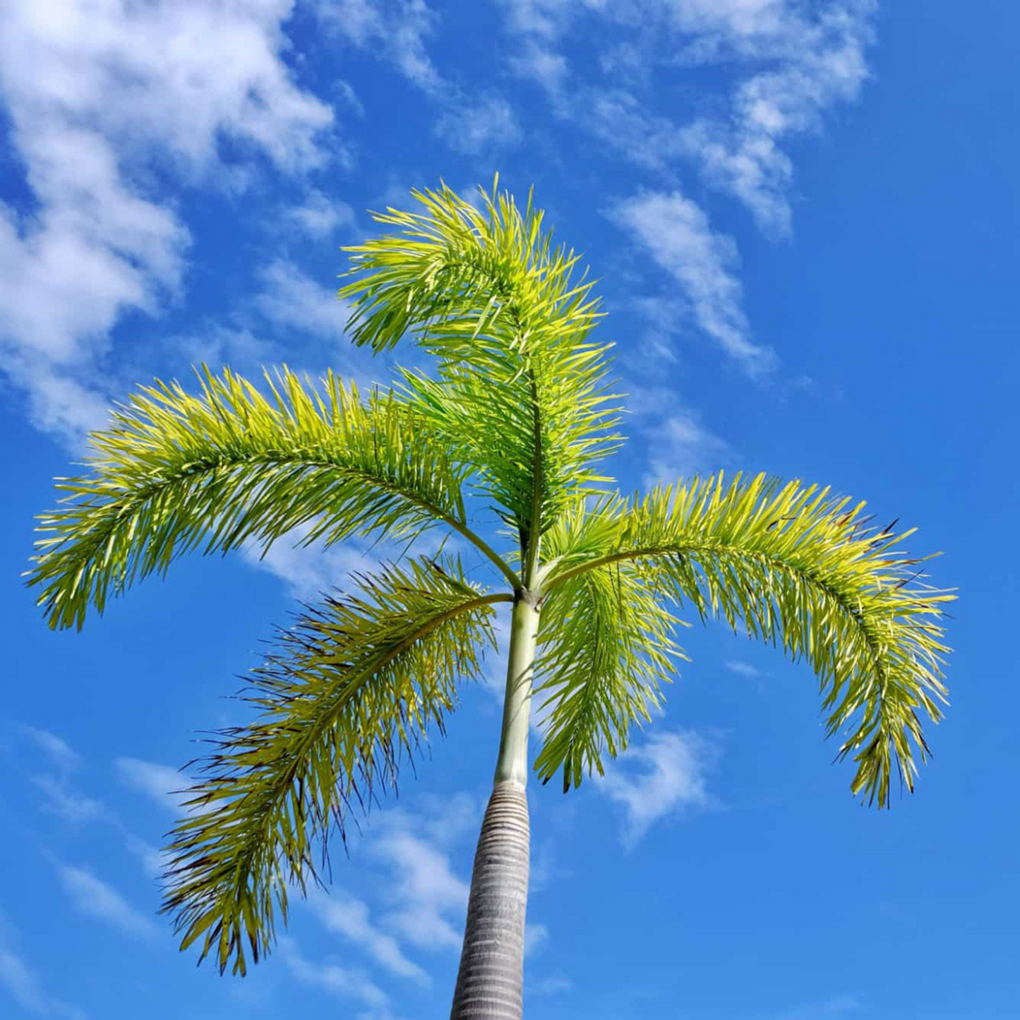Foxtail Palm (Wodyetia bifurcata) Live Plant