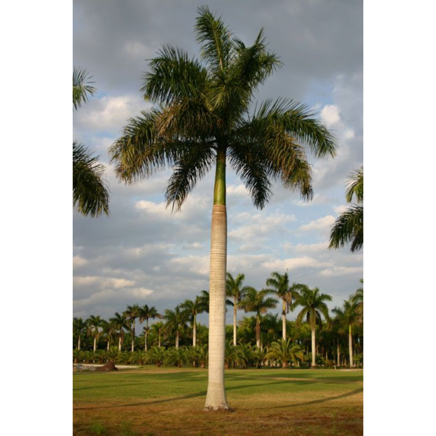 Foxtail Palm (Wodyetia bifurcata) Live Plant