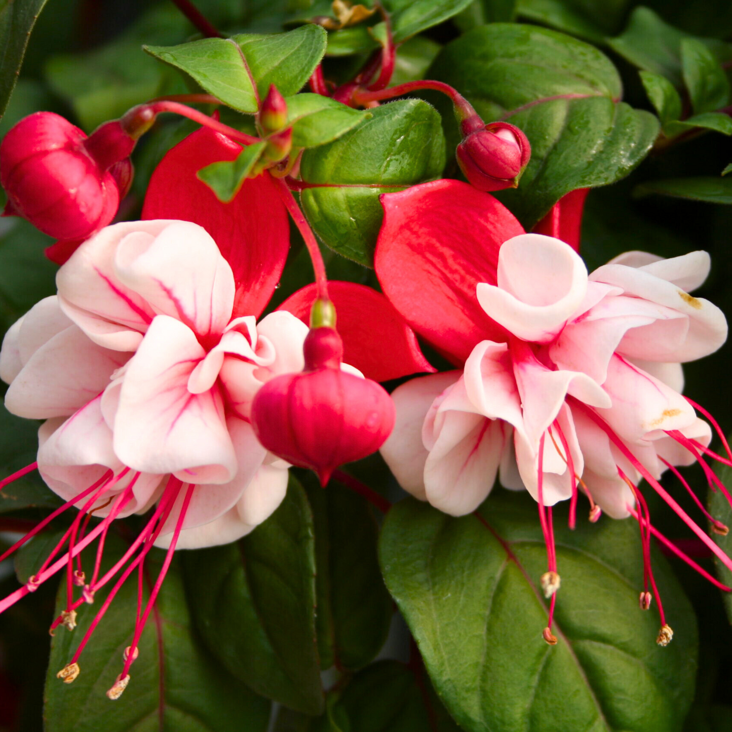 Fuchsia White (Fuchsia magellanica) Rare All Time Flowering Live Plant