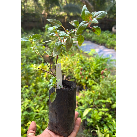 Fuchsia Purple (Fuchsia magellanica) Rare All Time Flowering Live Plant