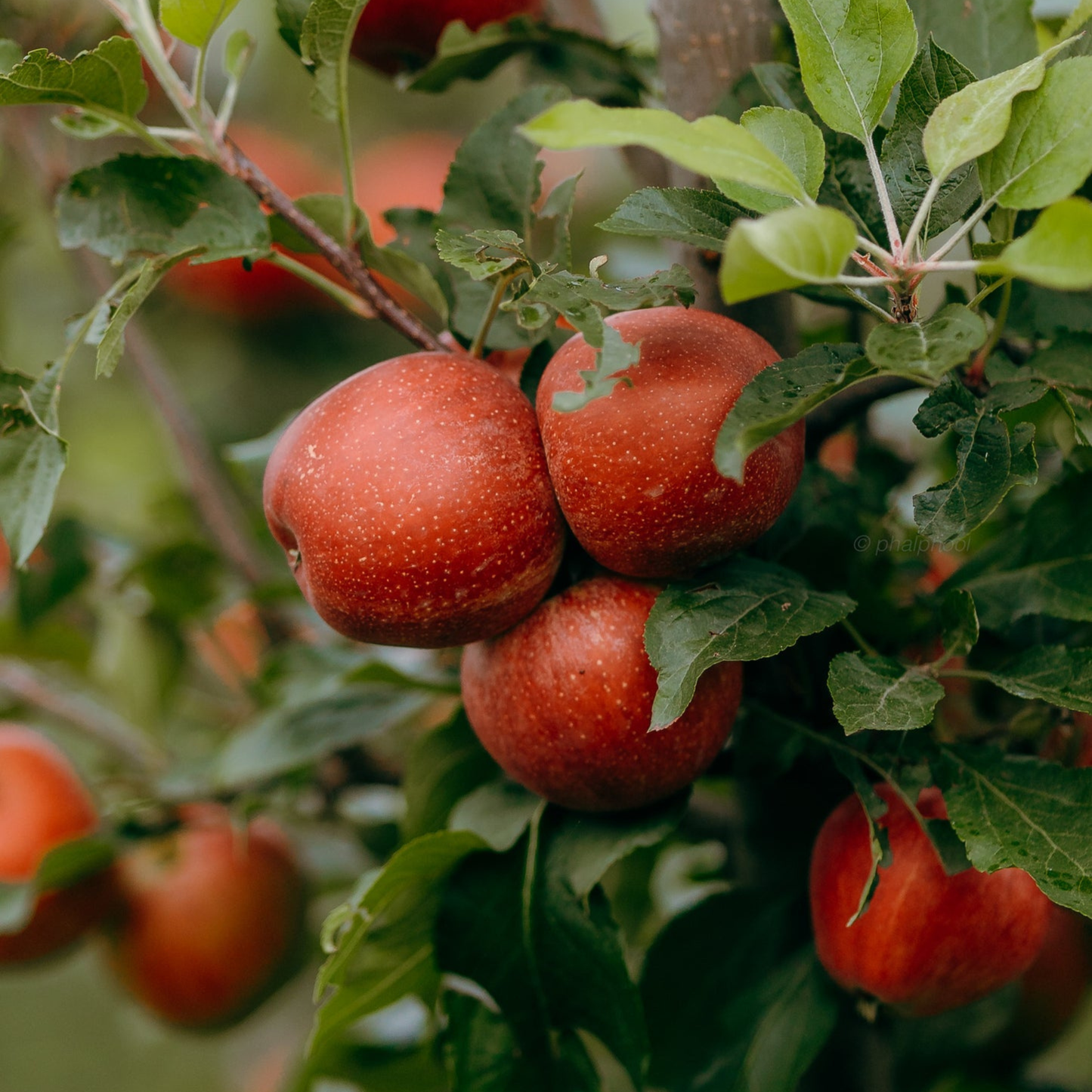 Gala Apple Grafted Live Plant