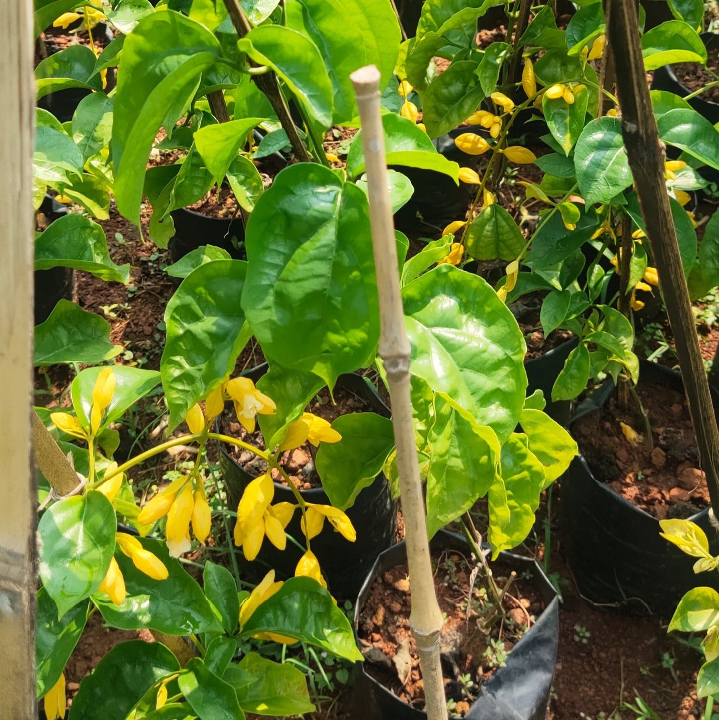 Golden Cascade Creeper/Climber Flowering Live Plant
