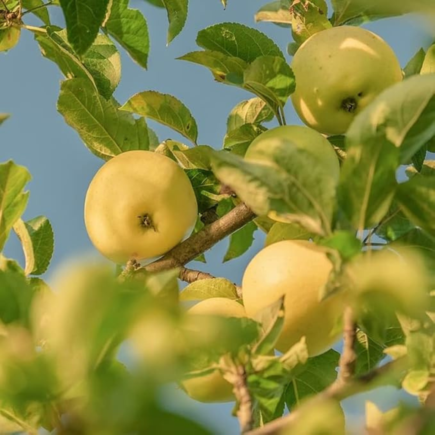 Golden Delicious Apple Grafted Live Plant