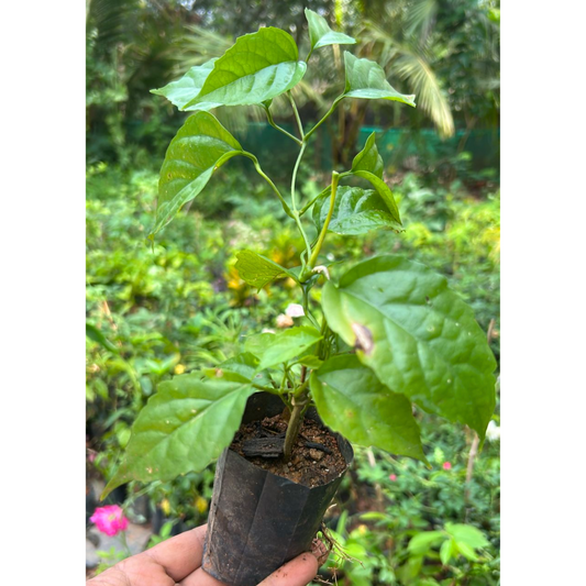 Golden Cascade Creeper/Climber Flowering Live Plant