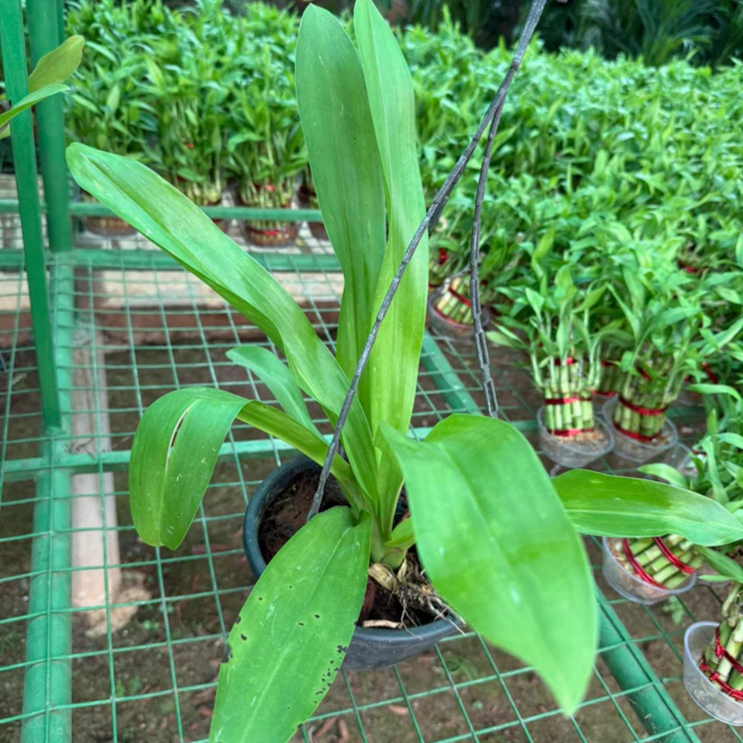 Dendrobium Orchid – Exotic Long-Lasting Blooming Live Plant