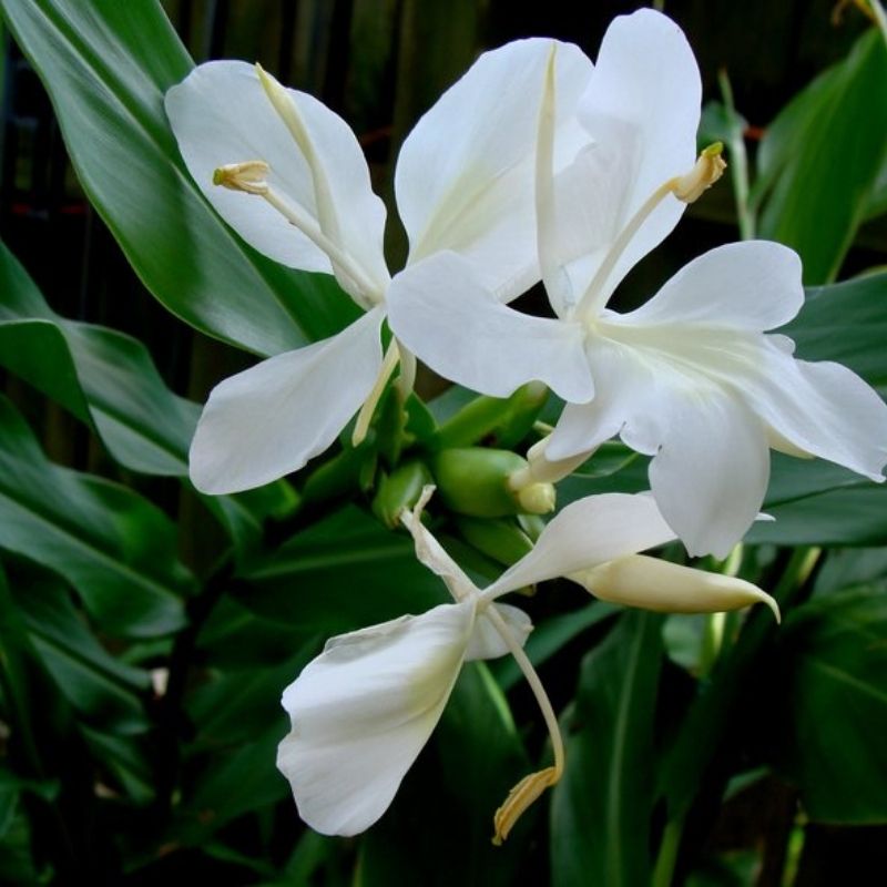 flower ginger lily White Ginger Lily (Hedychium coronarium) Flowering Live Plant – Bloomica