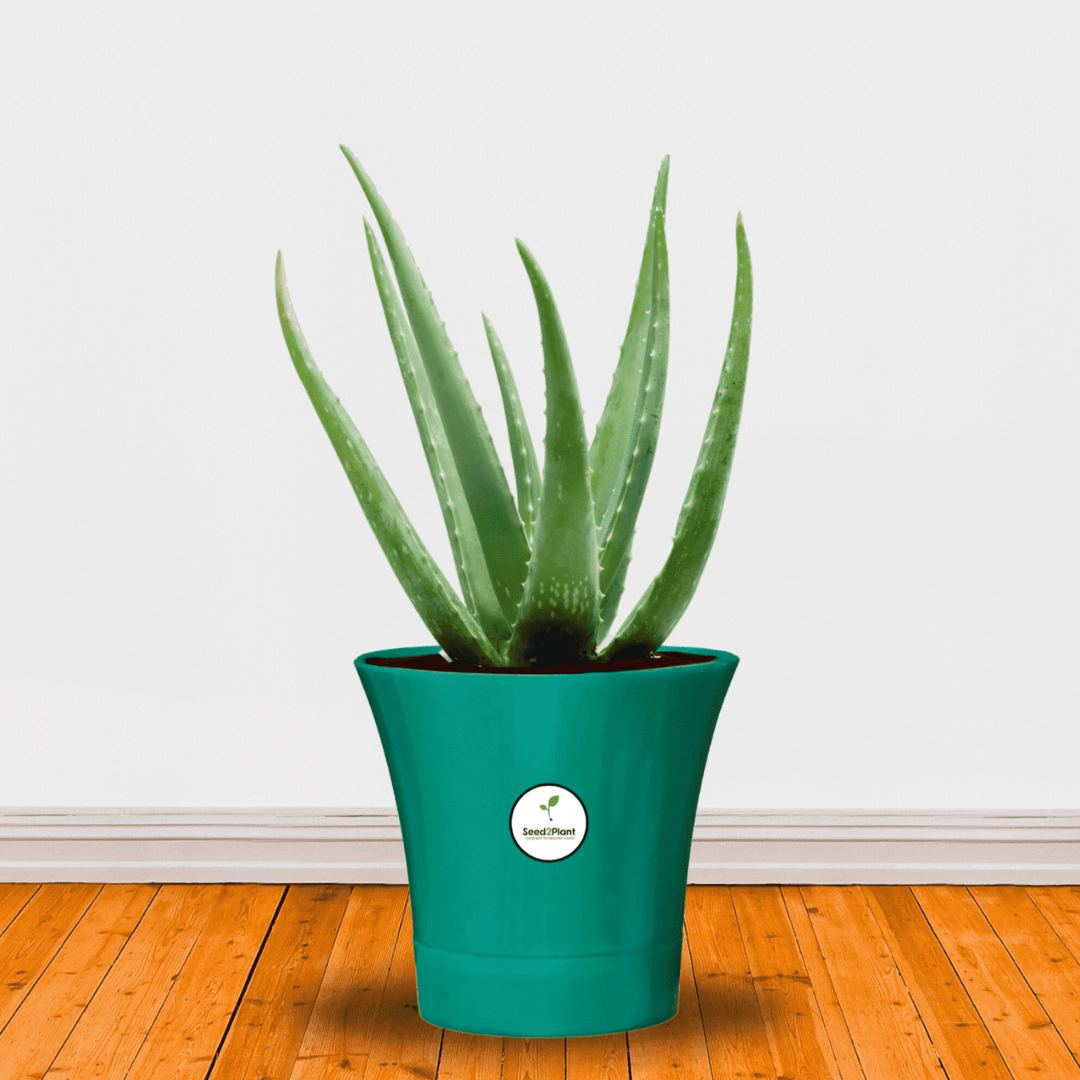 Self Watering Indoor Plastic Pot - Dark Green Colour