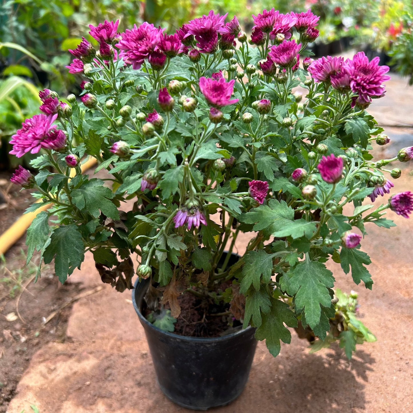 Dwarf Pink Chrysanthemum Flowering Live Plant - Pot with Flowers