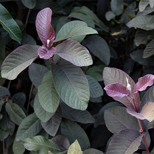 Black Guava Live Plant (Psidium Guajava)