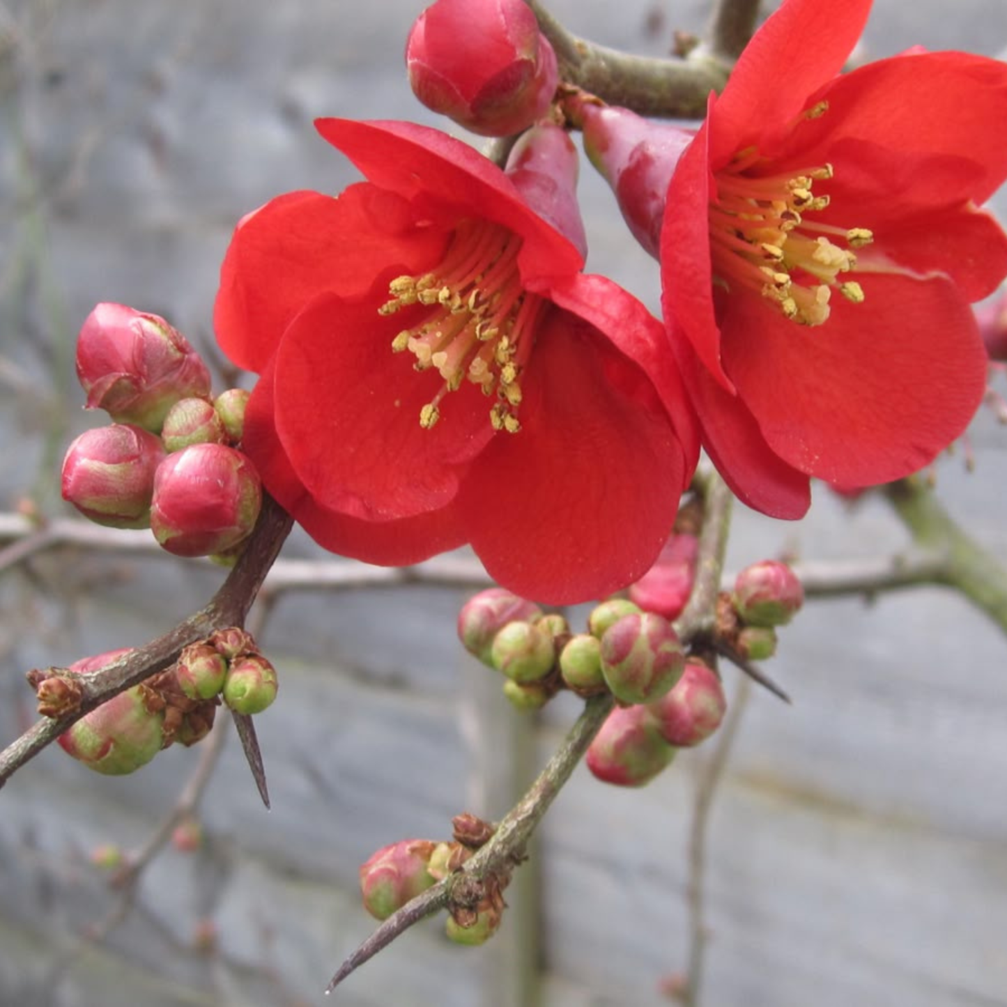 Japanese Quince Red Rare Flowering Live Plant