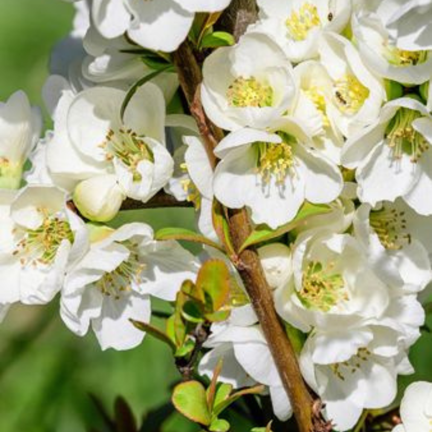 Japanese Quince White Rare Flowering Live Plant