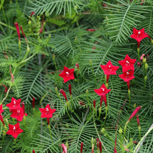 Cypress Vine / Kasiratnam Seeds - Open Pollinated