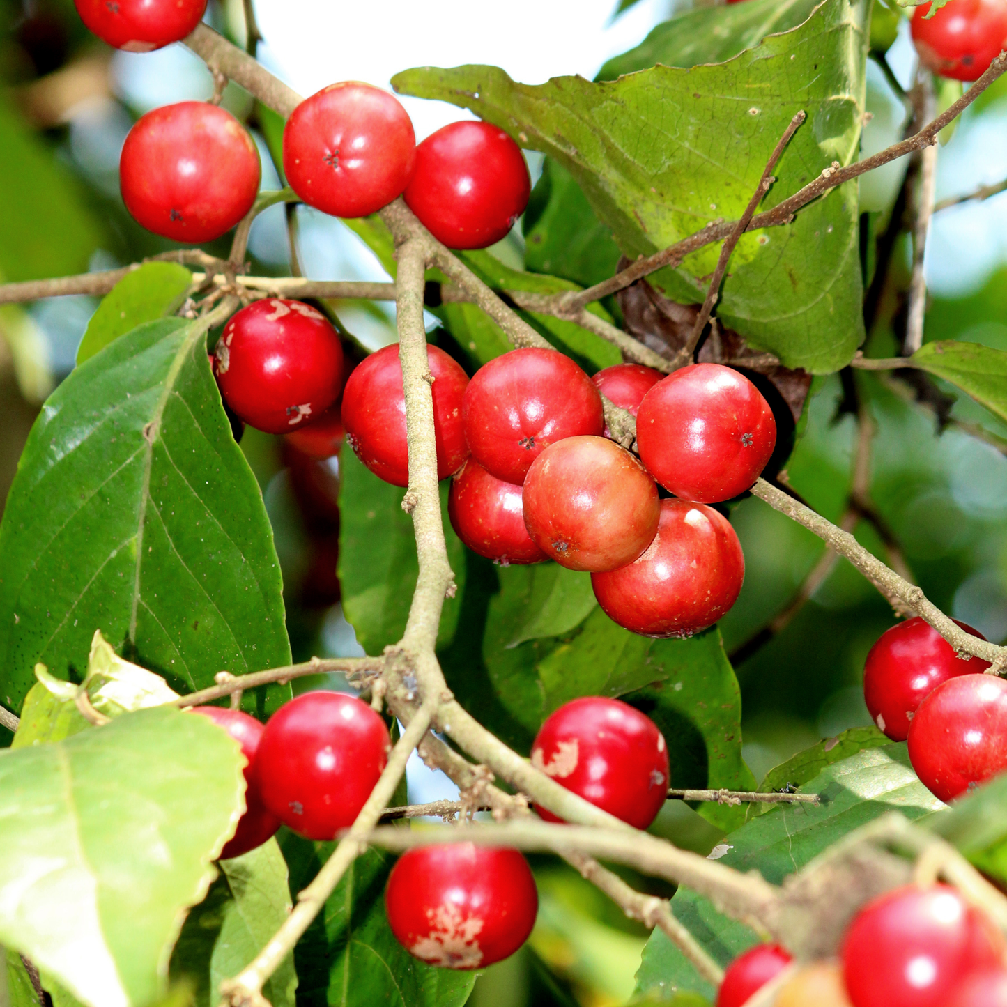 Lovi-Lovi / Batoko Plum Live Fruit Plant