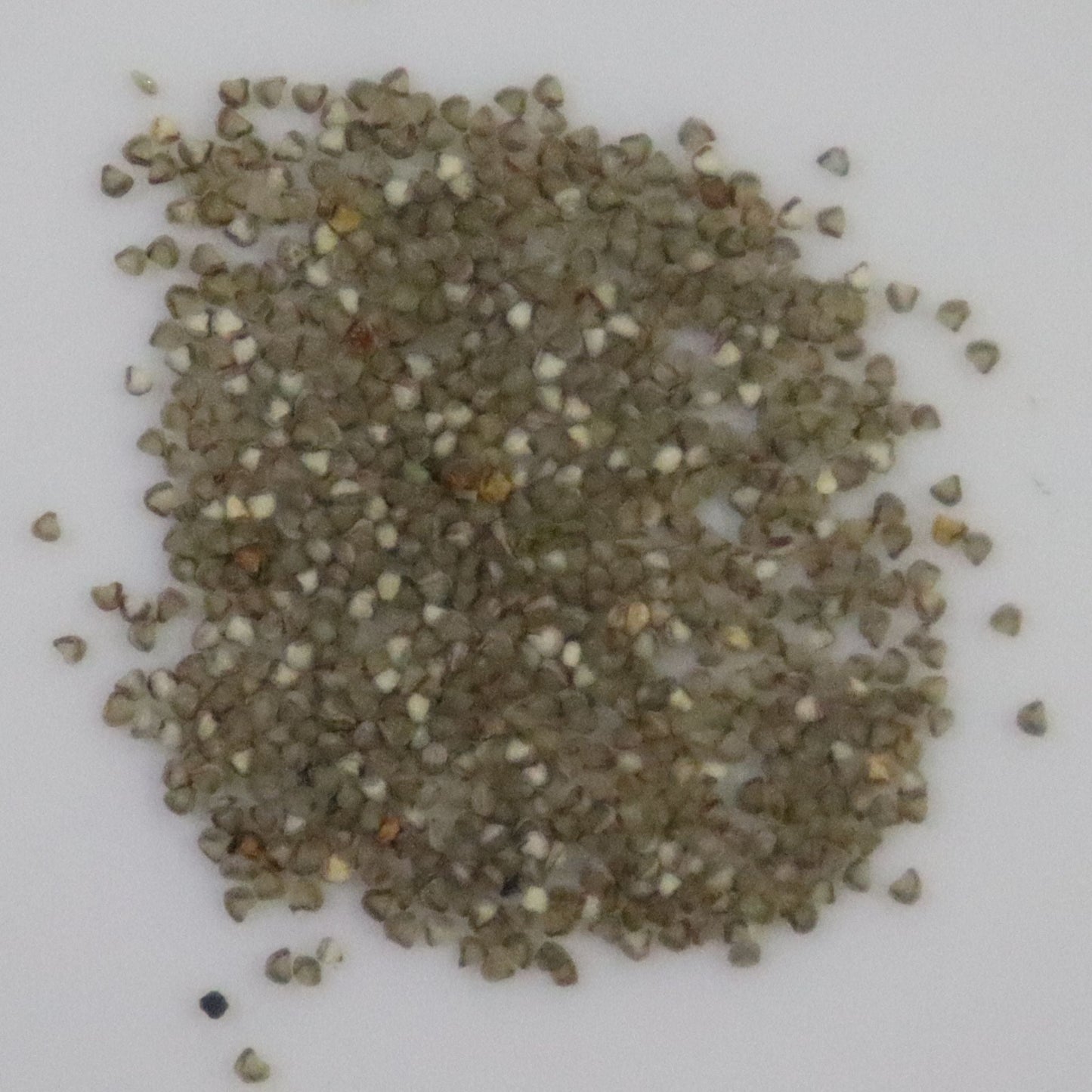 Mesembryanthemum Crinflorum Ice Plant Flower Seeds