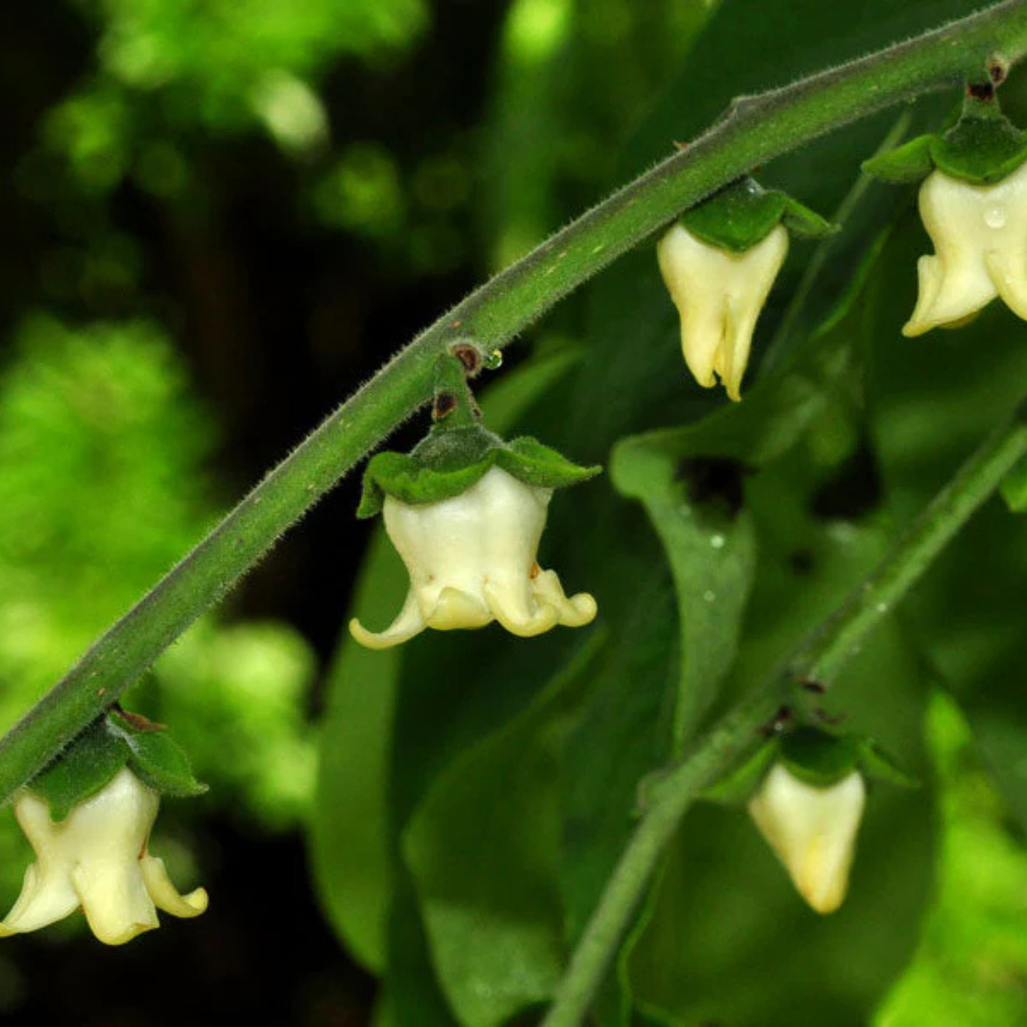 Mrigashirsha Nakshatra Tree – Karungali Maram (Black Catechu / Acacia catechu) Live Plant