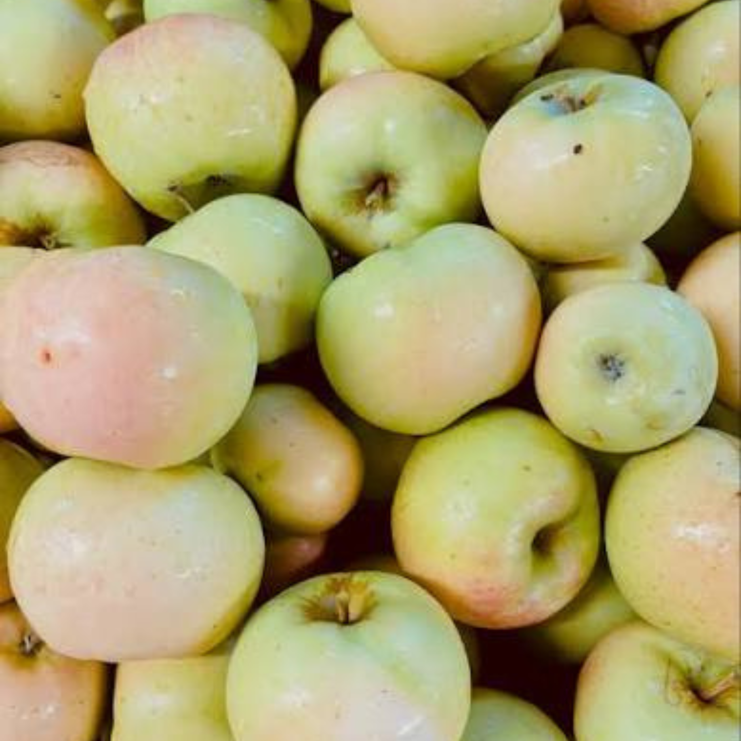 Mutsu Apple Grafted Live Plant